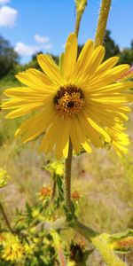 Close-up of bee on sunflower