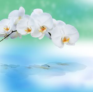 Close-up of white flowers against water