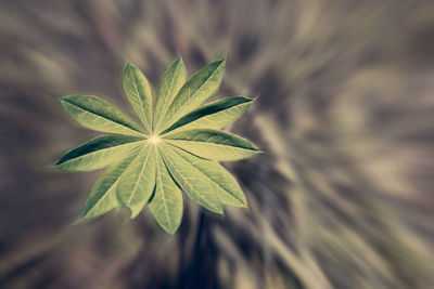 High angle view of plant leaves on field