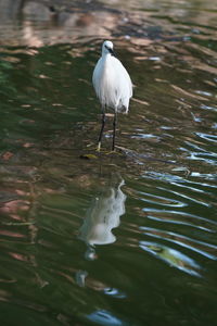 White bird perching on a lake