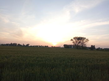Scenic view of agricultural field against sky during sunset