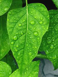 Close-up of raindrops on leaves