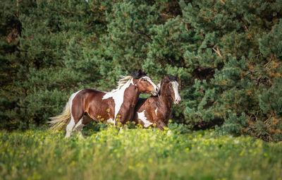 Horses in a field