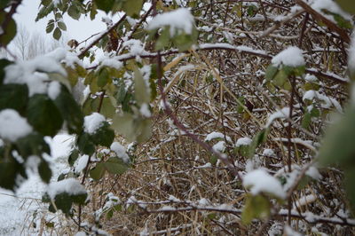 Close-up of snow covered plants in forest