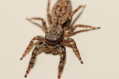 Close-up of spider