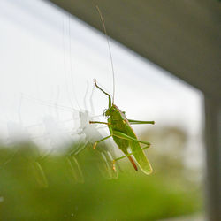 Close-up of insect on leaf