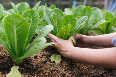 Close-up of hand holding plant