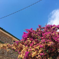Low angle view of pink flowers against blue sky
