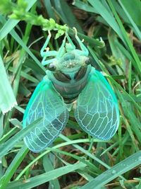 High angle view of snake on grass