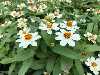 Close-up of flowers blooming outdoors