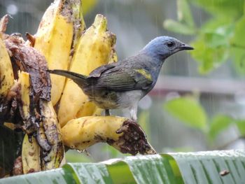 Close-up of bird perching on leaf