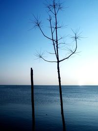 Silhouette tree by sea against clear blue sky