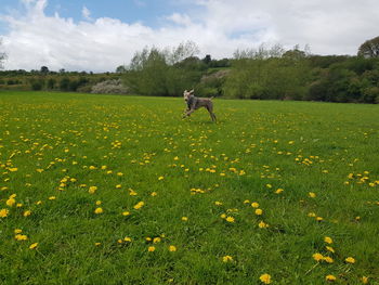 View of dog on field against sky