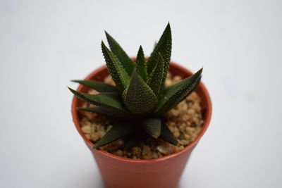 Close-up of potted plant