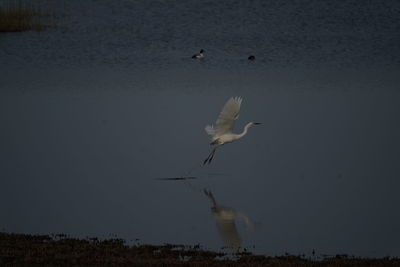 Seagulls flying over lake against sky