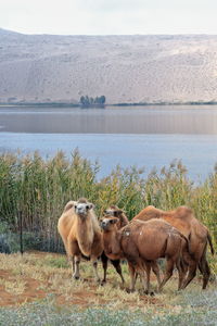 1144 trio of bactrian camels-e.bank of sumu barun jaran lake. badain jaran desert-nei mongol-china.