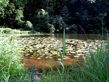 Calm lake with trees in background