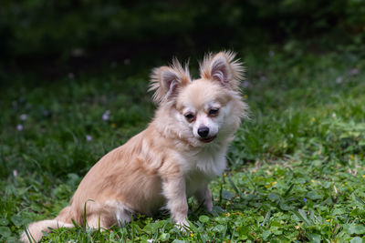 Sitting pomeranian chihuahua mix in a green yard in florida.