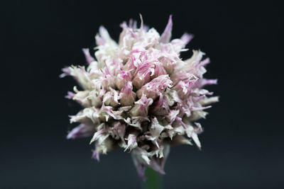 Close-up of pink flowering plant against black background