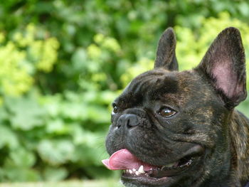 Close-up of a dog looking away