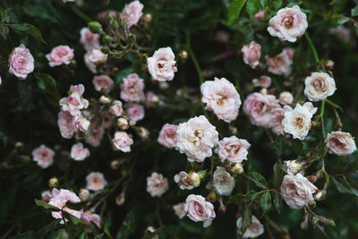 Closeup image of beautiful flowers background with amazing roses in the garden