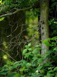 View of a bird on tree