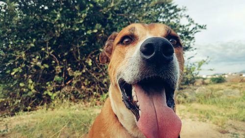 Close-up portrait of a dog