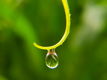 Close-up of water drop on leaf