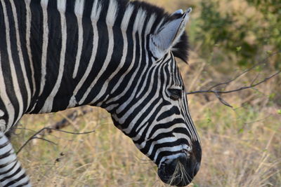 Side view of a zebra