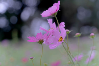 Close-up of pink cosmos flowers