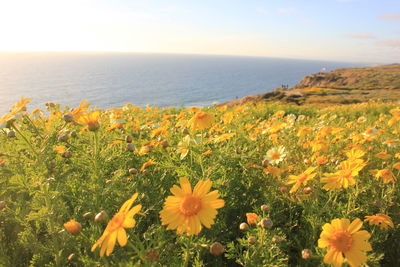 A field of flowers on the cliffs above blacks beach