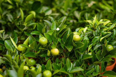 Orange tree in a pot at a flower shop