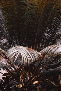 Close-up of palm tree