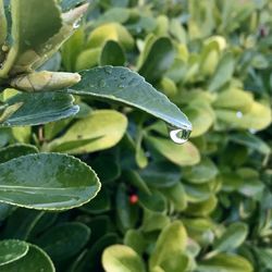 Close-up of water drops on plant