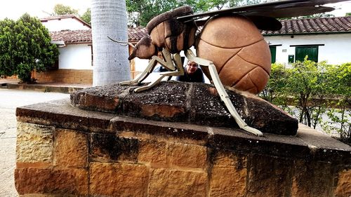 View of elephant in front of building