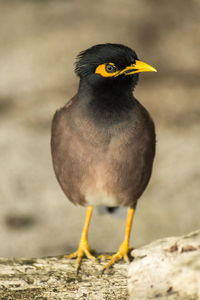 Close-up of bird perching on rock