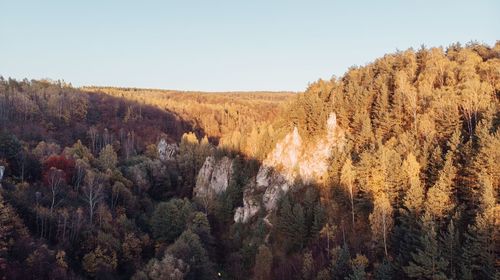 Scenic view of forest against sky during autumn