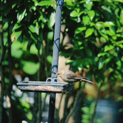 Close-up of bird perching on feeder