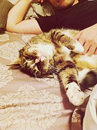 Cat sleeping on couch