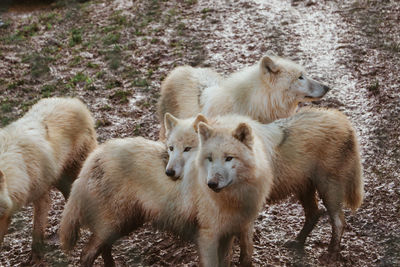 A pack of wolves at rest