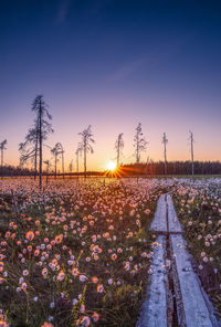 Plants on field against sky during sunset