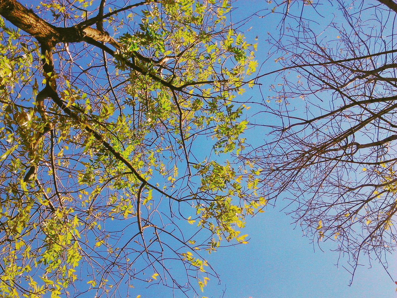 LOW ANGLE VIEW OF FLOWERING TREE AGAINST SKY