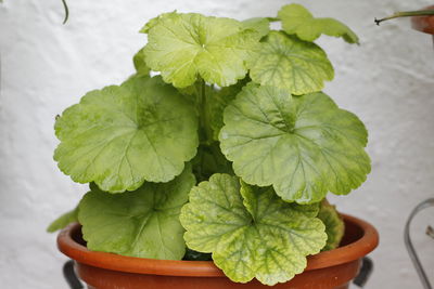 High angle view of potted plant on table