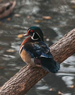 Close-up of bird perching on tree trunk