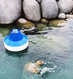 High angle view of swimming in water