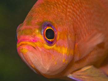 Close-up of fish swimming in sea