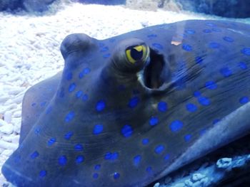 Close-up of against blue background