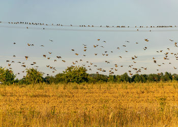 Flock of birds on field