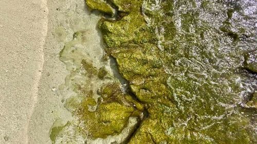 High angle view of moss on rock