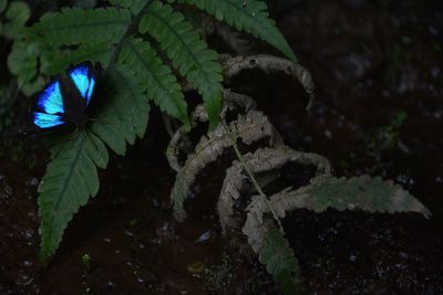 Close-up of insect on leaf